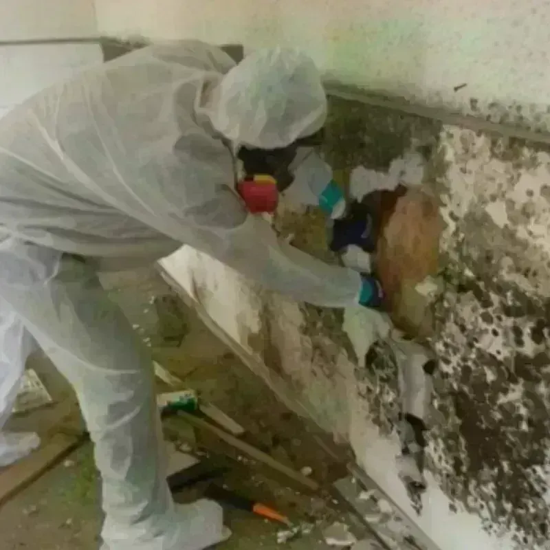 Mold Remediation and Removal in Lone Star, TX